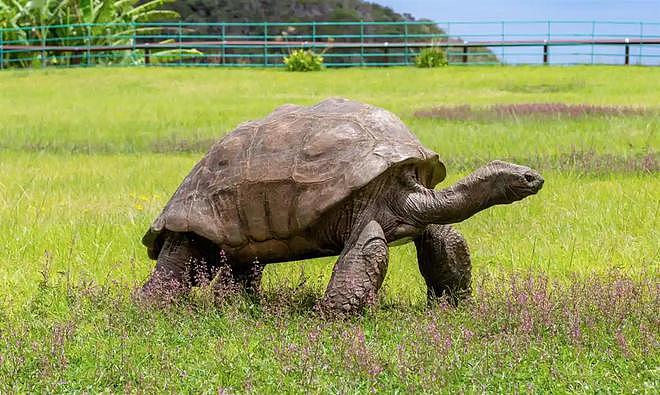 世界上最长寿乌龟将迎190岁生日，州长一家将为它贺寿（组图） - 2