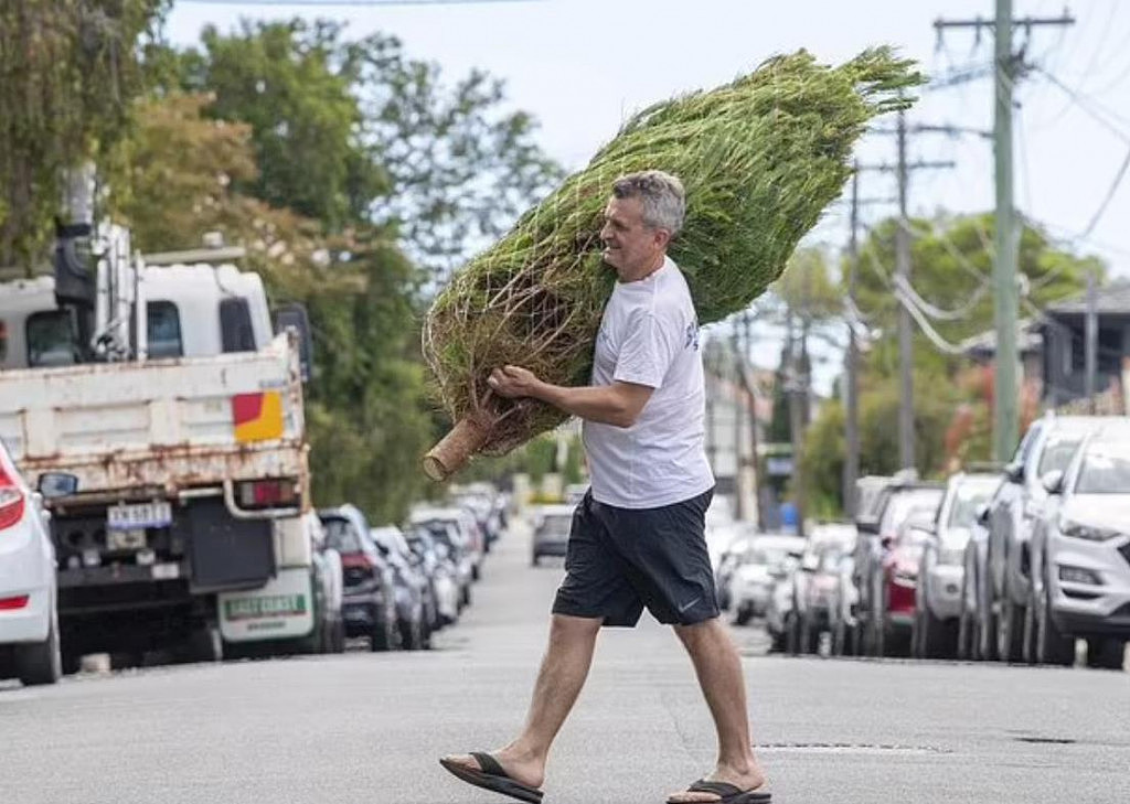 澳洲圣诞树短缺！供应商电话被打爆，顾客：只要能买到，花多少钱都行（组图） - 4