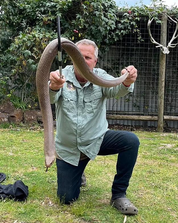 澳洲民众惊现有毒巨蟒！捕蛇者都差点被吓尿，直言：我见过最大的蛇（组图） - 2
