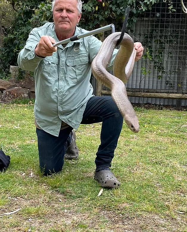 澳洲民众惊现有毒巨蟒！捕蛇者都差点被吓尿，直言：我见过最大的蛇（组图） - 3
