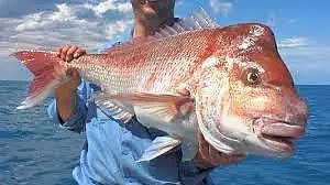 西澳将实施为期半年的捕鱼禁令，分三个阶段，没有一个与学校假期重合，明年2月生效（组图） - 2