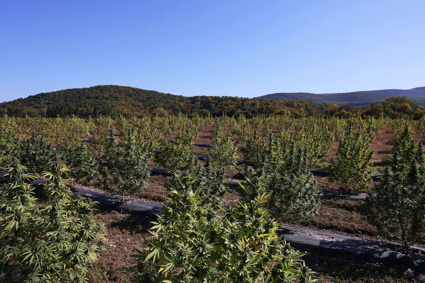 圖為2022年10月7日，紐約州哥倫比亞縣的一個大麻農場。(Getty Images)