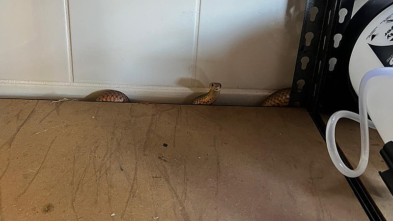 吓人！澳家庭地板缝隙惊现毒蛇，体长达1.2米（组图） - 2