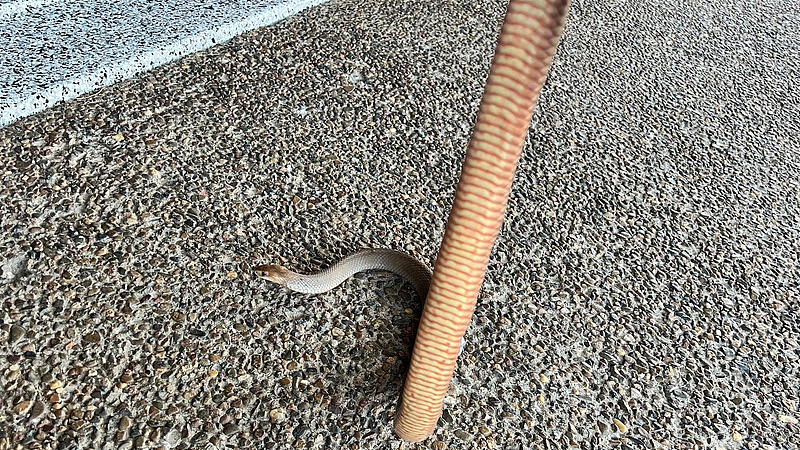 吓人！澳家庭地板缝隙惊现毒蛇，体长达1.2米（组图） - 3