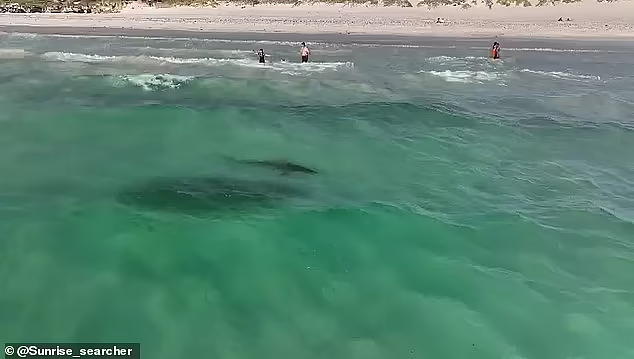 澳洲热门海滩鲨鱼出没，距离游客仅几米远！目击者：“游荡”好几天了（视频/组图） - 3