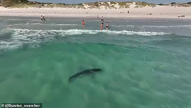 澳洲热门海滩鲨鱼出没，距离游客仅几米远！目击者：“游荡”好几天了（视频/组图） - 2