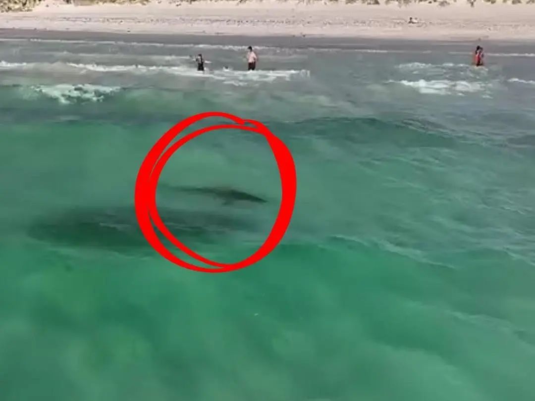 2.5米虎鲨频现珀斯人气海滩，离人仅5米，夏日戏水，务必小心 - 2