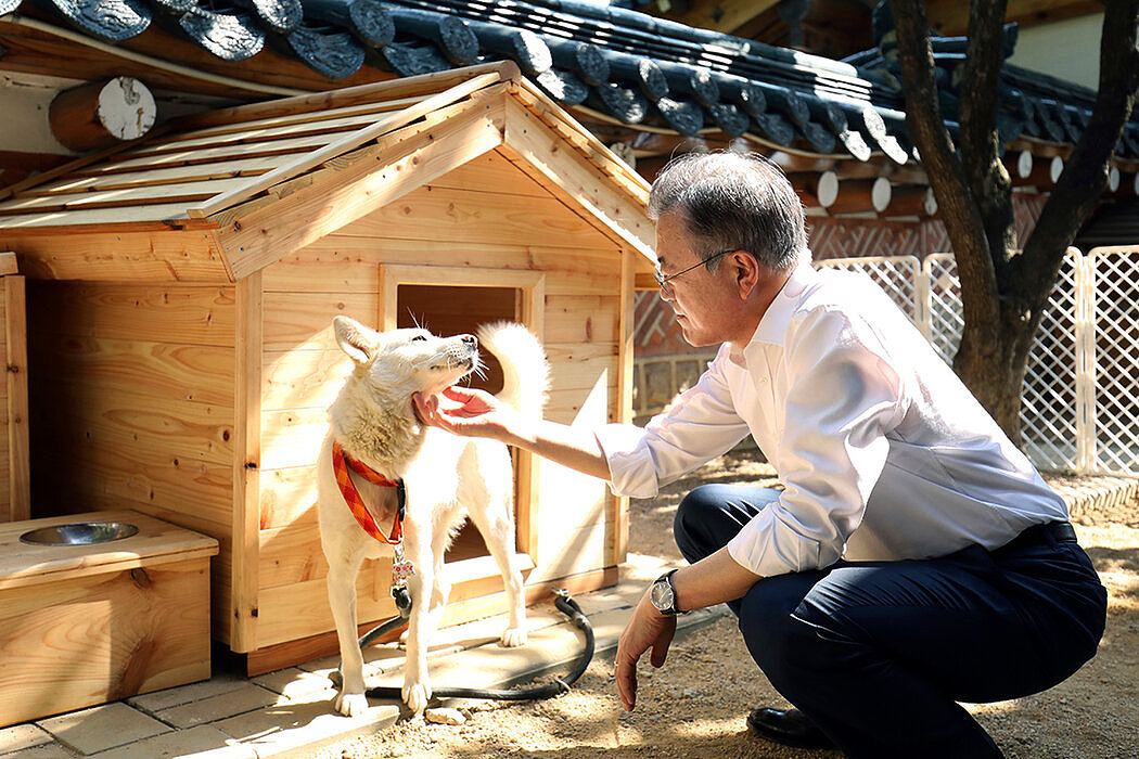 2018年在首尔，韩国总统文在寅与朝鲜赠予的丰山犬「小熊」。