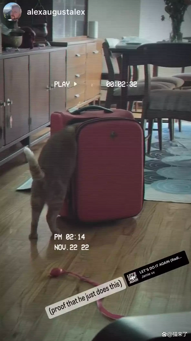 【宠物】“房东的猫偷偷溜进我的行李箱，被机场X光机查出，当场逮捕！”（组图） - 7