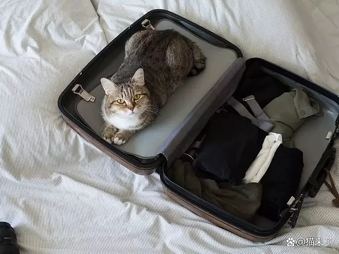 【宠物】“房东的猫偷偷溜进我的行李箱，被机场X光机查出，当场逮捕！”（组图） - 8