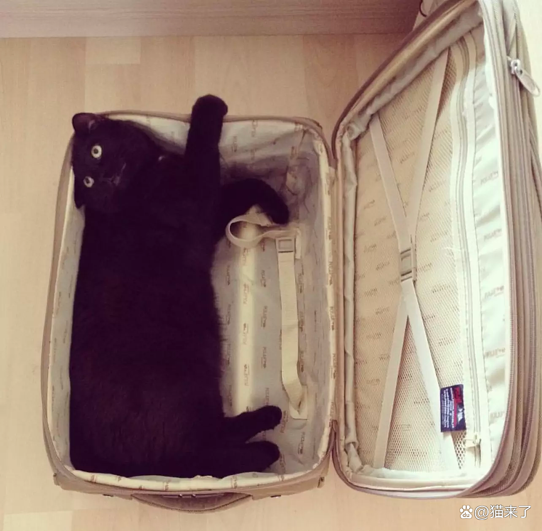 【宠物】“房东的猫偷偷溜进我的行李箱，被机场X光机查出，当场逮捕！”（组图） - 9