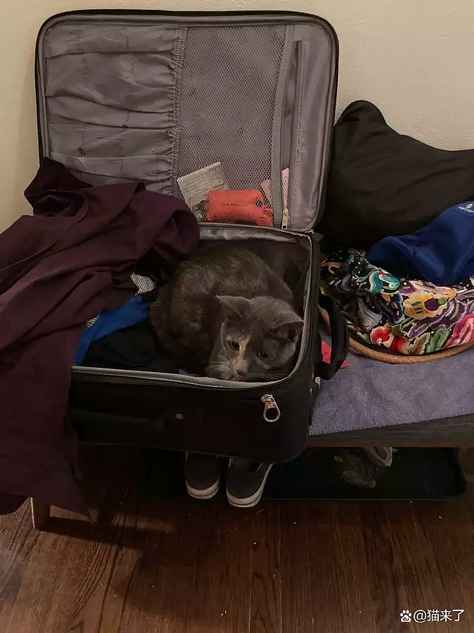 【宠物】“房东的猫偷偷溜进我的行李箱，被机场X光机查出，当场逮捕！”（组图） - 10