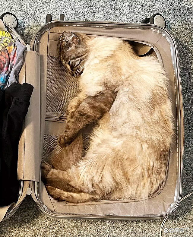 【宠物】“房东的猫偷偷溜进我的行李箱，被机场X光机查出，当场逮捕！”（组图） - 11