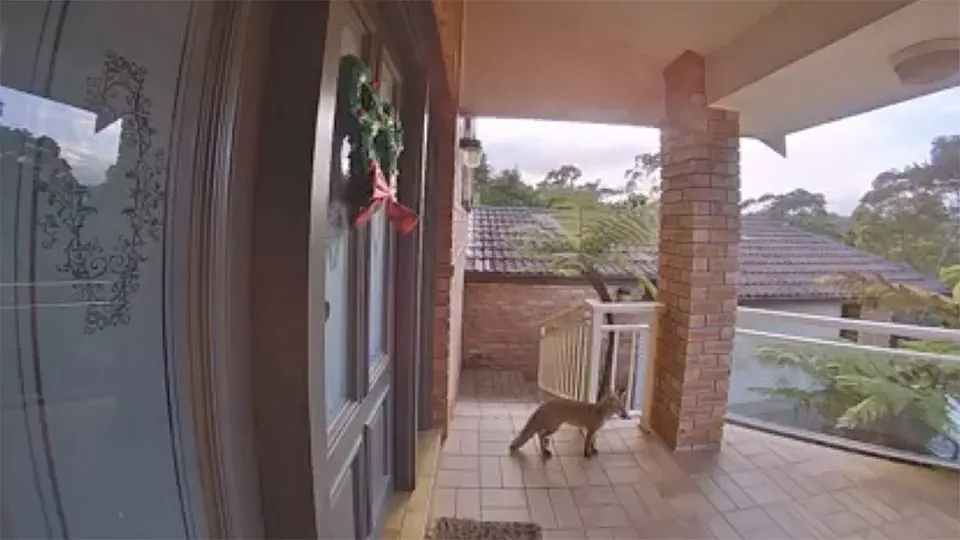 “不速之客”闯入悉尼民宅，业主提醒：看好自家宠物（图） - 2