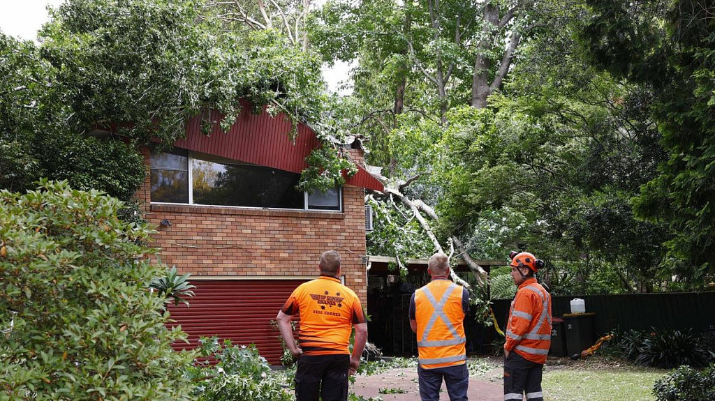 30米大树砸中悉尼民宅，屋顶被砸烂！一家6口紧急撤离（组图） - 3
