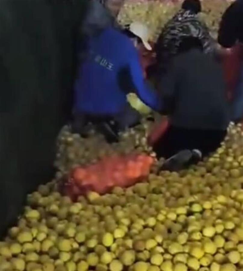 继黄桃罐头后柠檬也火了，高峰时一天能卖几十吨（视频/组图） - 1
