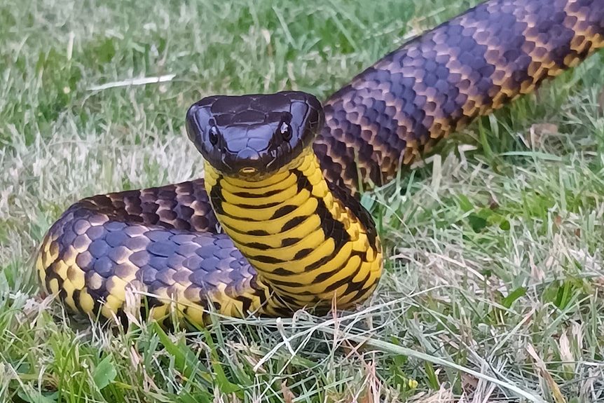 A brown snake with yellow stripes and belly looks at the camera as it lies on grass.