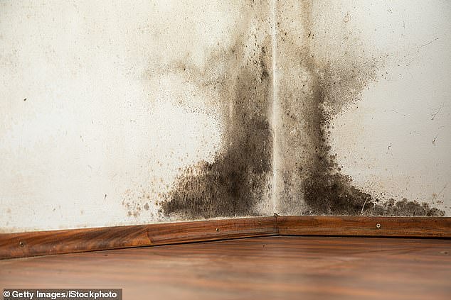 Mr Clay has approached Maurice Blackburn over a potential claim against his former landlord. The firm says people who develop health problems because of mould may be entitled to compensation
