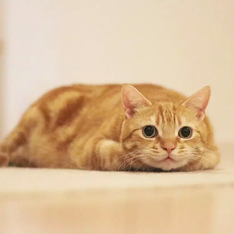 【宠物】这只橘猫因为“眼睛太大”惨遭遗弃，被收养后直接火遍全网…（组图） - 1