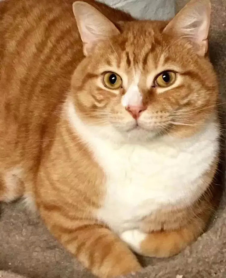 【宠物】这只橘猫因为“眼睛太大”惨遭遗弃，被收养后直接火遍全网…（组图） - 10