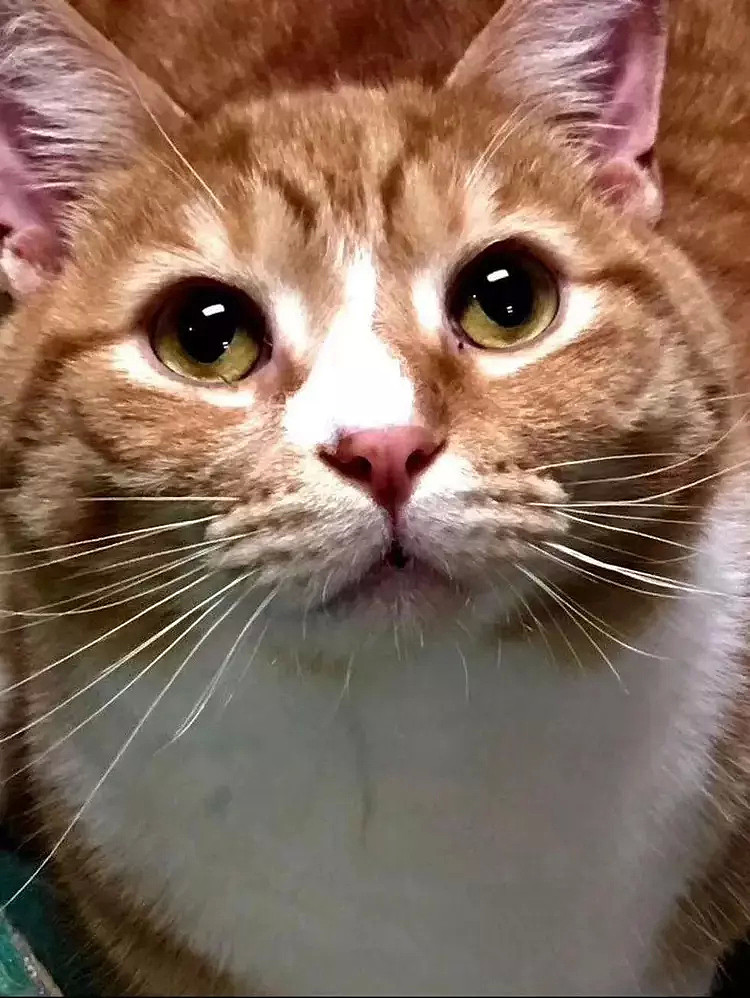 【宠物】这只橘猫因为“眼睛太大”惨遭遗弃，被收养后直接火遍全网…（组图） - 11