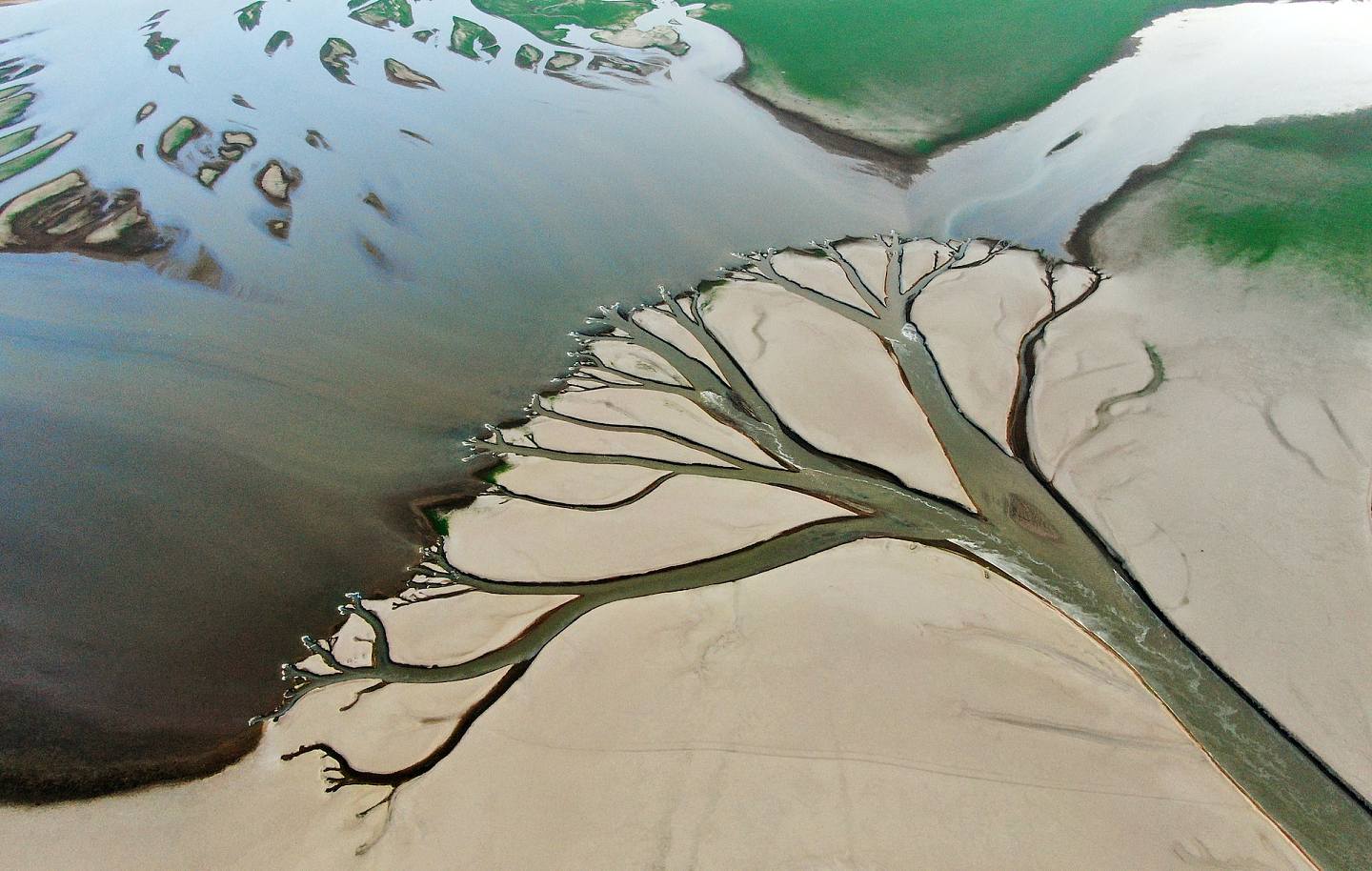 水位持續下降，鄱陽湖現「大地之樹」自然景觀現象。（新華社）