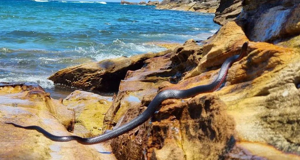 悉尼海滩惊现致命毒蛇！离人只有几米远，网友都被吓呆（组图） - 4