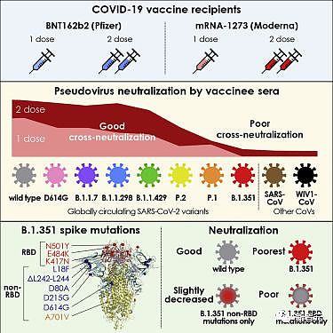 新冠终结者来了？斯坦福研发最新疫苗：比mRNA强百倍，覆盖所有毒株，小扎转发！（组图） - 3