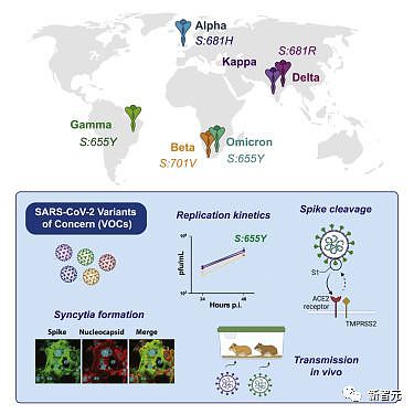 新冠终结者来了！斯坦福研发最新疫苗秒杀所有变异（组图） - 5