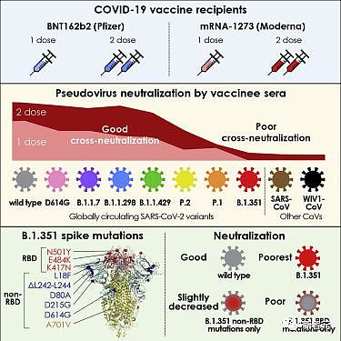 新冠终结者来了！斯坦福研发最新疫苗秒杀所有变异（组图） - 3