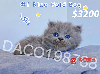 南澳正规注册猫舍出售蓝色苏格兰折耳长毛猫可出繁育权