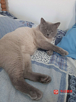 British shorthair looking for girl
