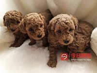 澳洲注册Breeder 出售纯种Toy Poodle