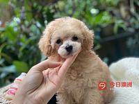 Toy poodle 可爱小型贵宾犬