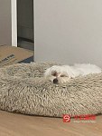 澳版小体马尔济斯找女朋友啦