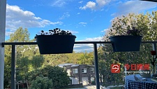 Carlingford  隔壁Dundas Valley 双层别墅 单间 招女生
