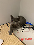 悉尼纯种蓝猫借配