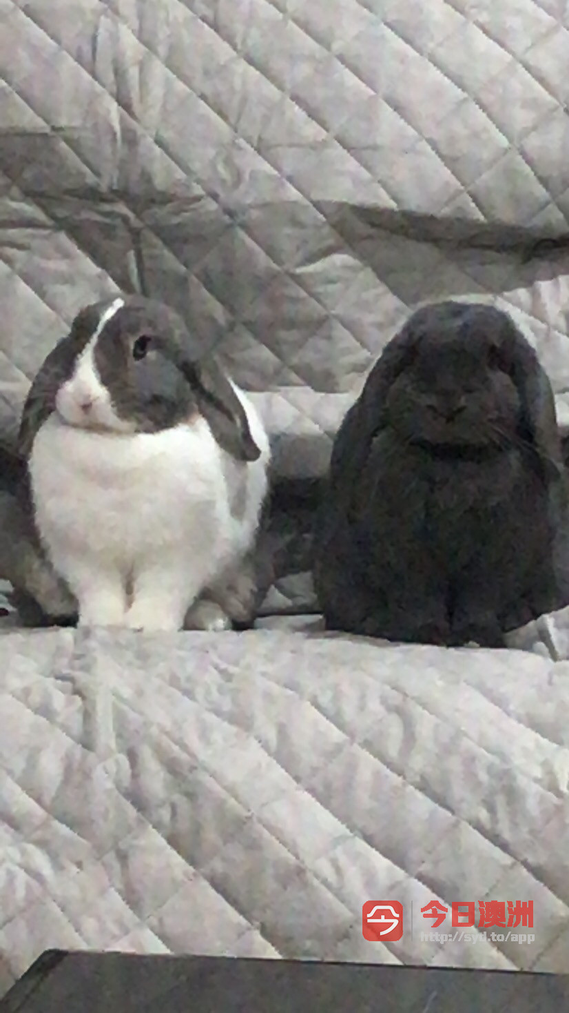 荷兰垂耳兔和双层2手兔笼