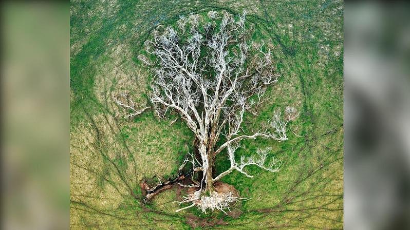 坎尼的作品宛若一顆「生命之樹」，拿下「空拍獎」。（翻攝自NLPA官網）