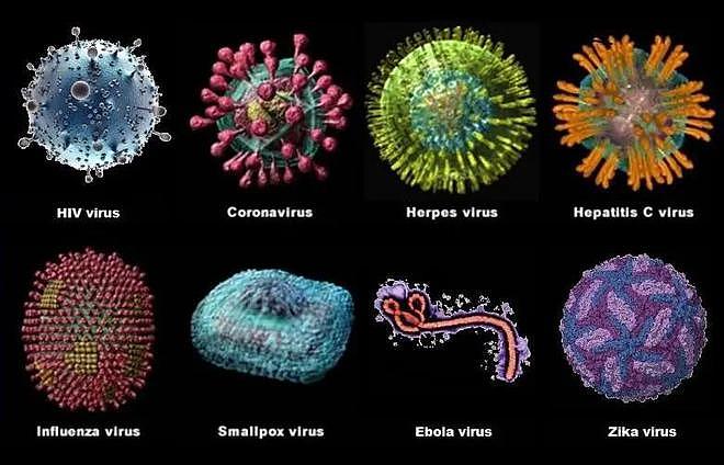 高福：新冠病毒已经找到多种动物宿主，今后将不再感染人类（视频/组图） - 4