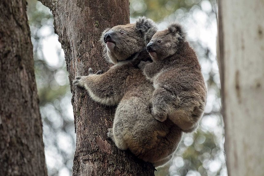 Koala with a joey on its back climbs a tree