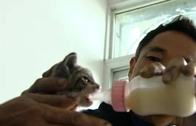 【宠物】2009年四川村民捡到一只小猫，外表可爱却爱吃生肉，专家发现端倪（组图） - 2