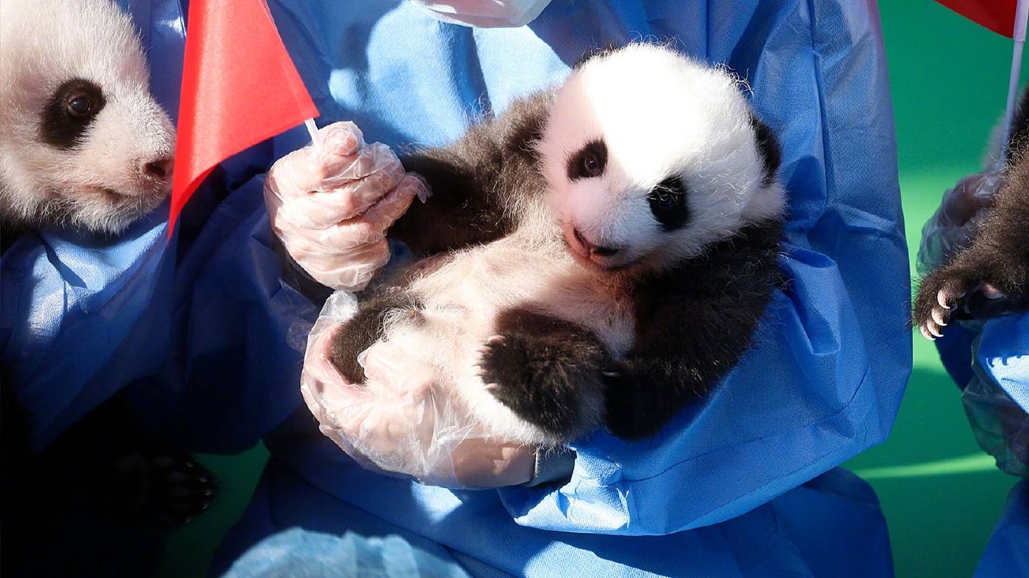 2022年9月28日，成都大熊貓繁育研究基地，13隻出生在2022年的熊貓幼崽集體亮相。（微博@四川觀察）