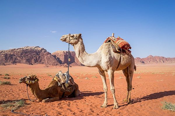 ▲▼骆驼。 （图／取自免费图库Pixabay）