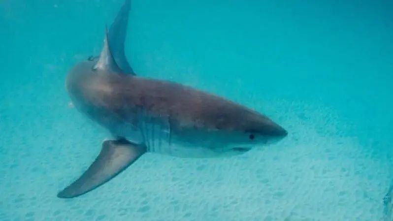西澳多个热门海滩遭鲨鱼“光顾”，被迫关闭（组图） - 2