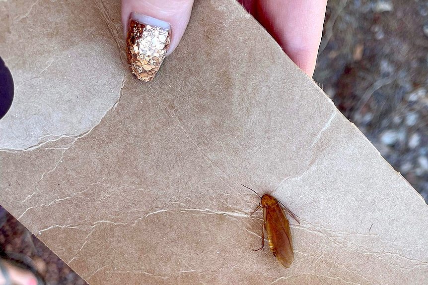 A gold glitter painted fingernail holds up the cockroach on a piece of cardboard.