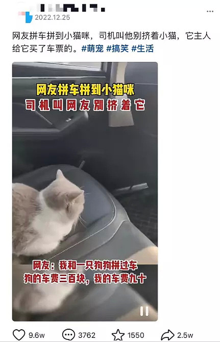 【宠物】拼车拼到一只猫，刚想rua两把...司机：请不要骚扰其它乘客！（组图） - 1
