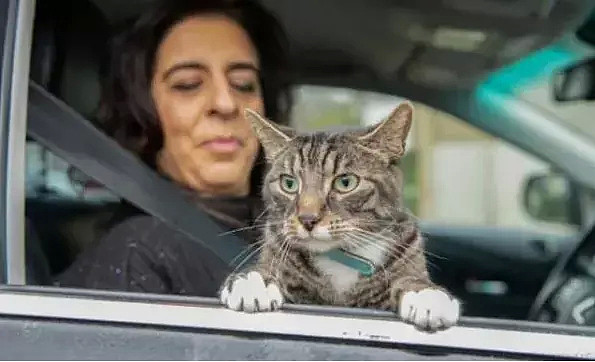 【宠物】拼车拼到一只猫，刚想rua两把...司机：请不要骚扰其它乘客！（组图） - 3