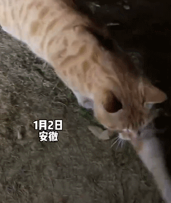 【宠物】“我家猫只要站在门口，就有一群人往门缝塞钱...什么鬼啊！”（组图） - 5