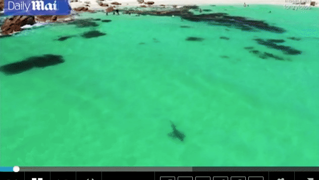 西澳家庭无人机海边赏景，发现3条大鲨鱼！通知及时，游客有惊无险（组图） - 2